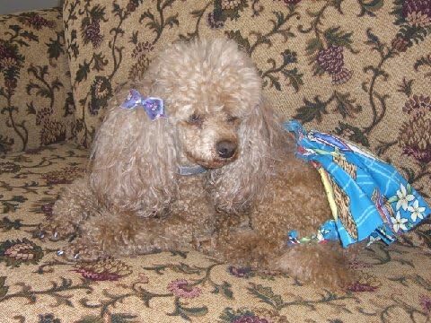 XXL Dişi Köpek için Joybies Mavi Aloha Keman Eteği (Yakadan Kuyruğun Tabanına 23-26 ölçülerinde)